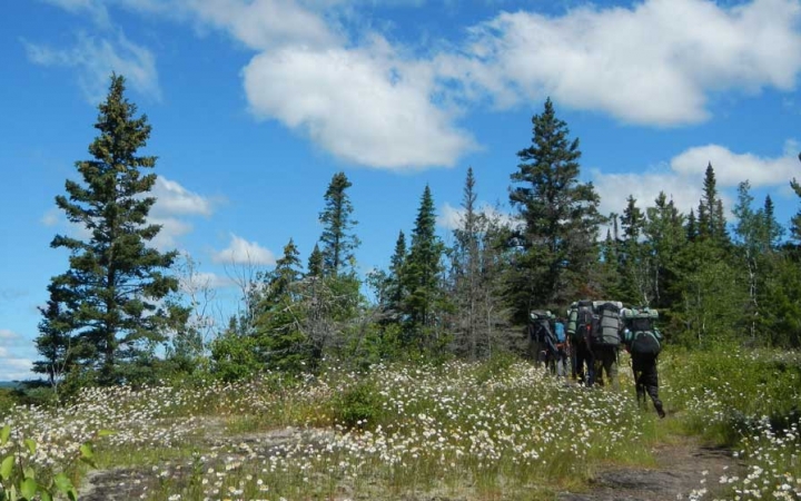 A group of people wearing backpacks hike along a trail through a flowery meadow toward a line of evergreen trees. 